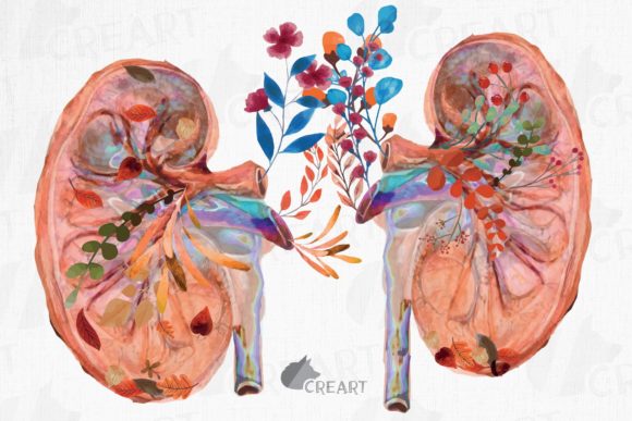 Autumn Blooming Anatomical Kidneys Decor: Graphics & Print Templates