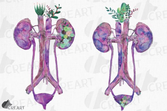 Human Urinary Tract System Succulents Graphics